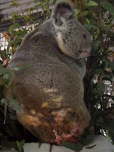 Do koalas get chlamydia?