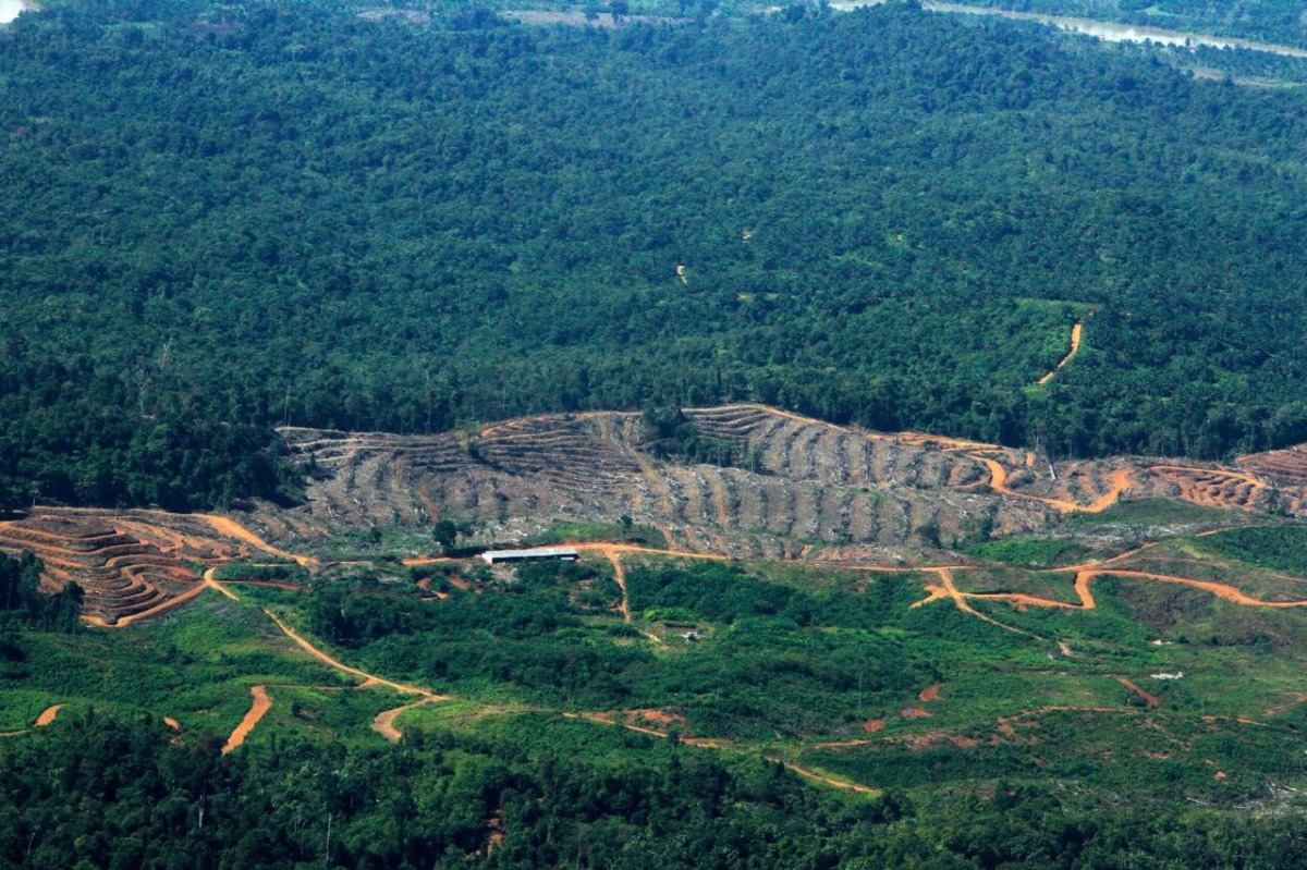 NGOs Urge UNESCO To Intervene To Save Rainforest Heritage Site